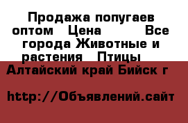Продажа попугаев оптом › Цена ­ 500 - Все города Животные и растения » Птицы   . Алтайский край,Бийск г.